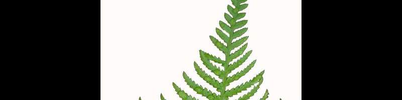 Fern.JPG