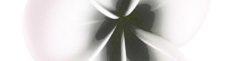3d frangipani flower with water_16090975.prtQY.bmp