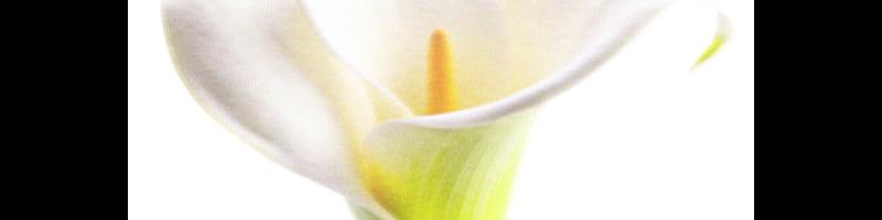 calla lily flower_16300761.prt.bmp