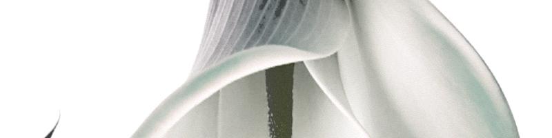 calla lily flower_16300761.prtQY.bmp