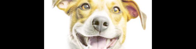 dogs with happy expressions_9144389.prt.jpg