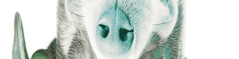 dogs with happy expressions_9144389.prtQY.bmp