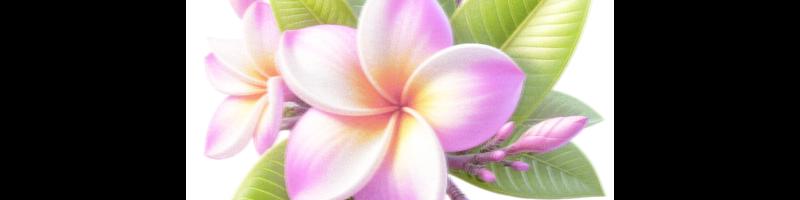 pink plumeria flower with green_15449525.prt.bmp