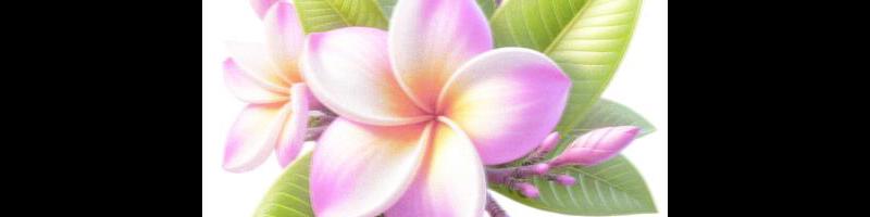 pink plumeria flower with green_15449525.prt.jpg