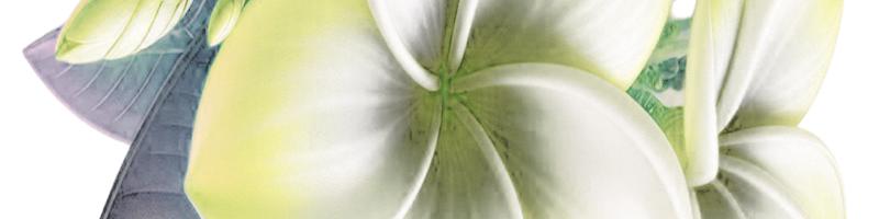 pink plumeria flower with green_15449525.prtQY.bmp