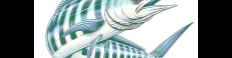 striped marlin fish art pic_14490646.prt.bmp