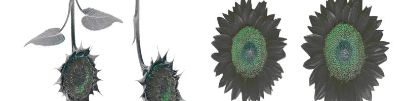 sunflowers collection_13326319.prtQY.bmp