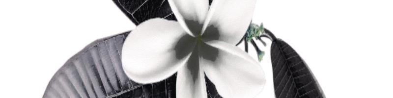 tropical flowers frangipani plumeria_15017694.prtQY.bmp